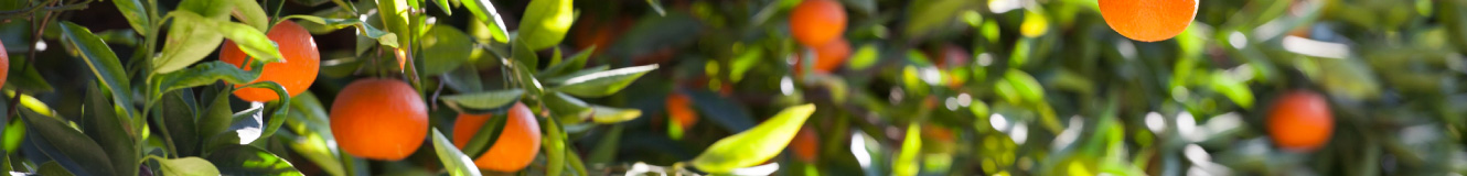 Banner image of oranges growing in an orange grove.